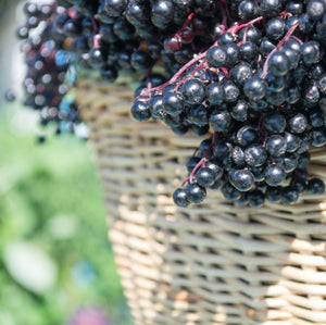 organic elderberry syrup benefits from Montana Elderberry