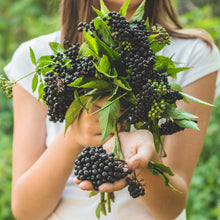 Load image into Gallery viewer, Organic Elderberry Syrup Benefits
